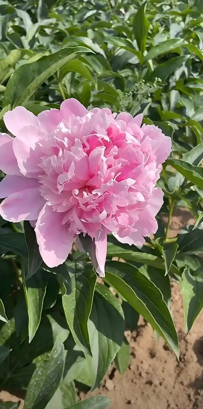 Monsieur Jules Elie Peony best