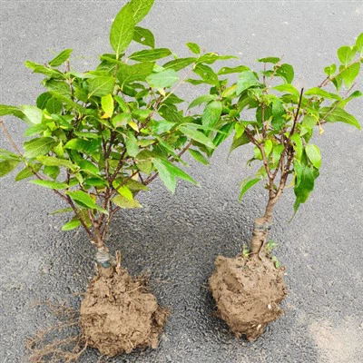 Síológa Bláthanna Wintersweet